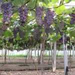葡萄專用多功能棚膜