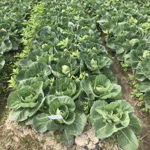 生物降解地膜